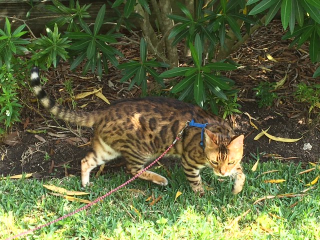 Top seven (7) things you should know between indoor vs outdoor cats