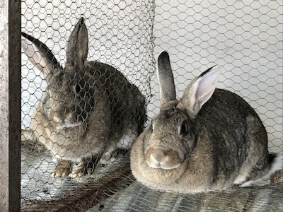 Rabbit Diet and Health