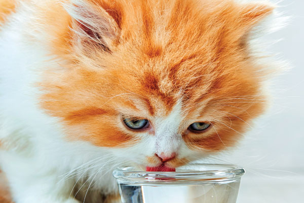 How to tell if your cat is drinking enough water