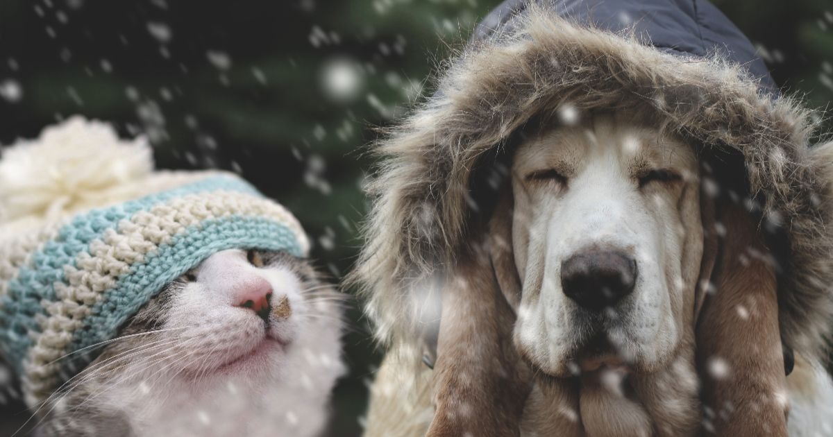 How to keep pets warm in winter
