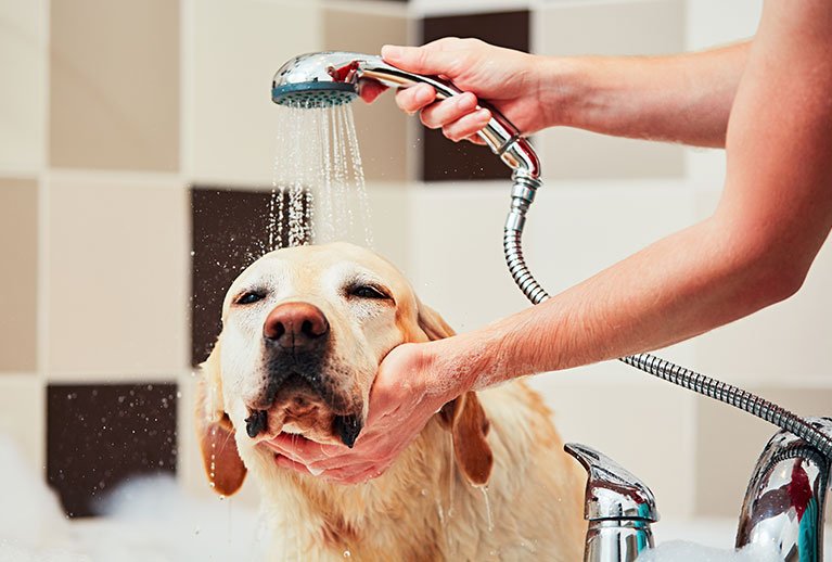 Best tips to help your dog enjoy bath time