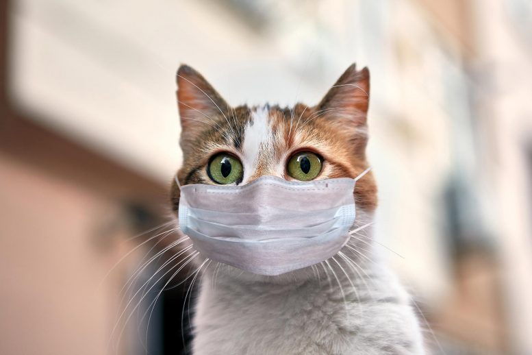 Best ways to introduce a new cat into your home