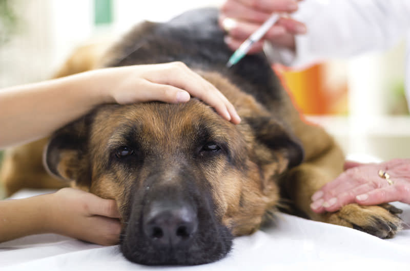 Common Health Issues in Pets and How to Prevent Them