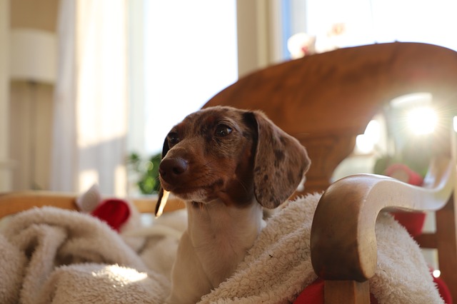 How to Prepare For a New Pet’s Arrival