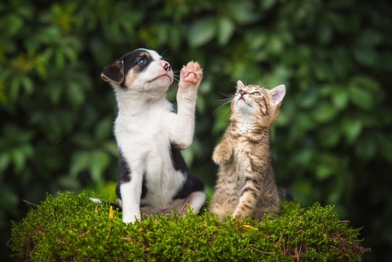 Tips For Training Your New Puppy or Kitten