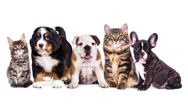 The Benefits of Adopting a Rescue Pet