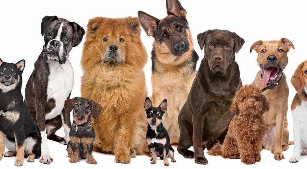 The History and Evolution of Popular Pet Breeds