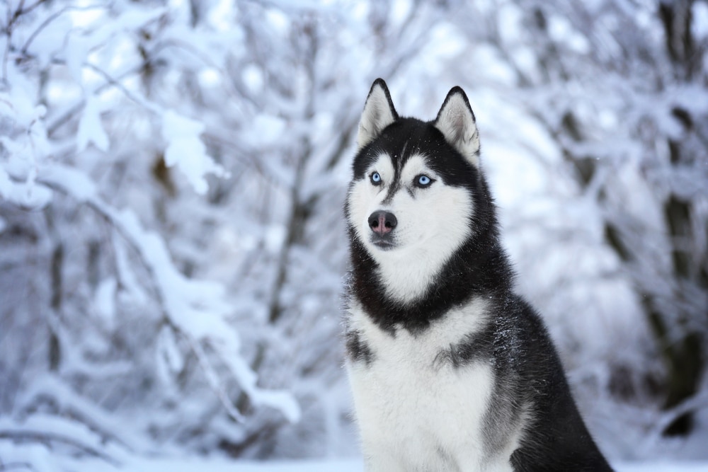 Dog Breeds Closest to Wolves