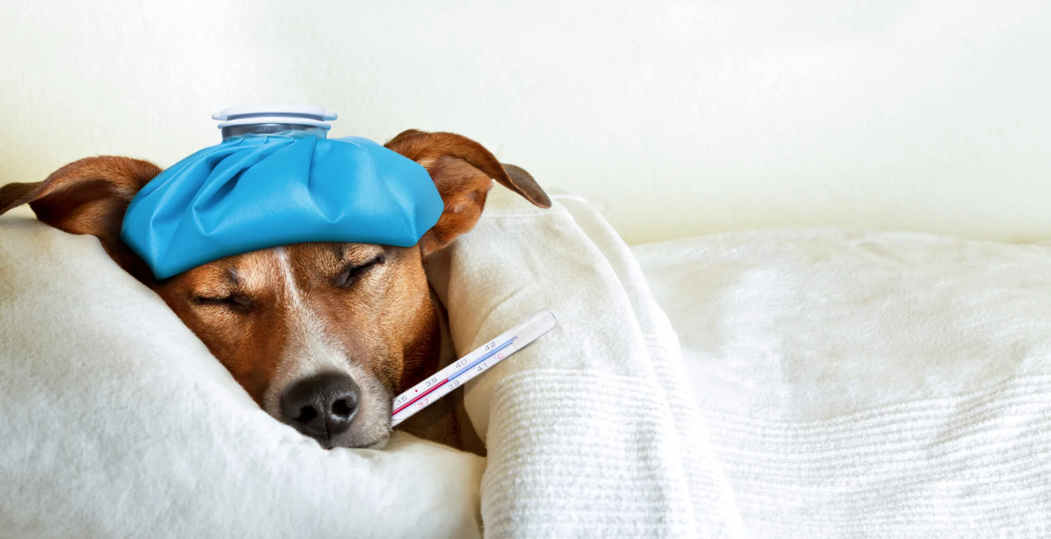 Common Signs Your Pet is Sick and What to Do