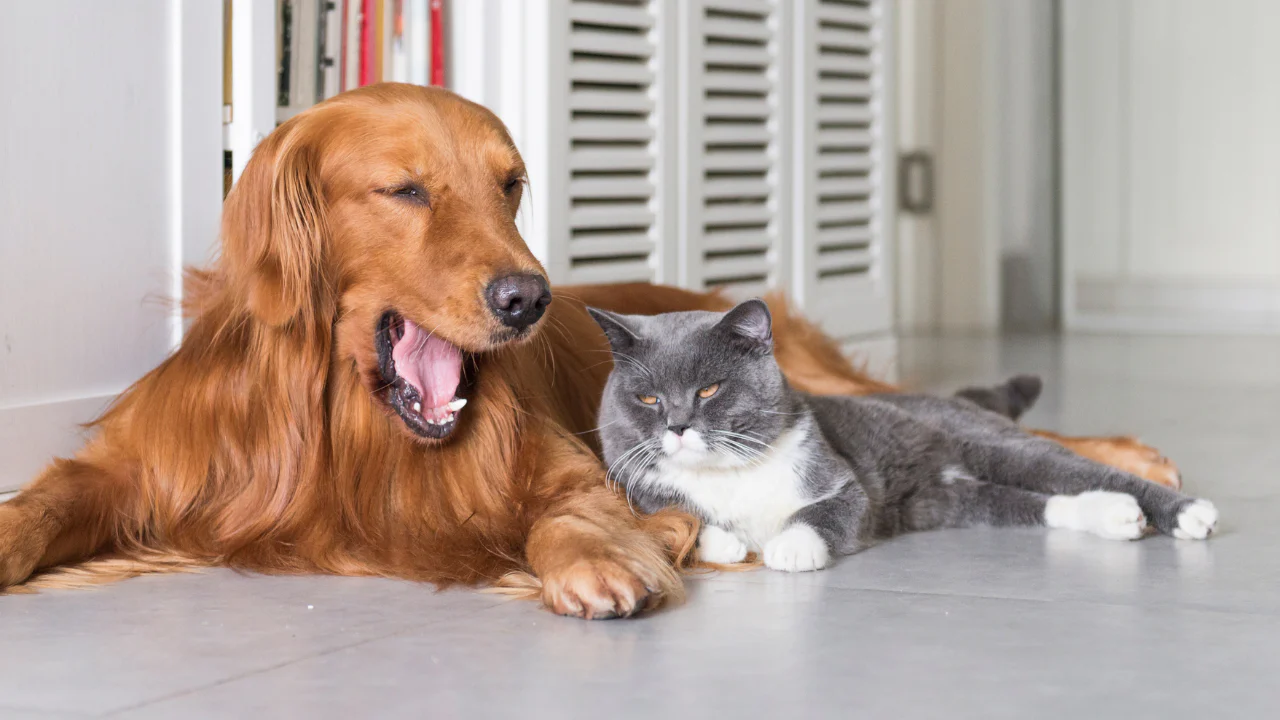 Top 5 Eco-Friendly Pet Products for 2025: Sustainable Choices for Your Furry Friend