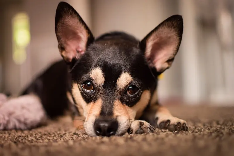 The Complete Guide to Adopting a Rescue Pet