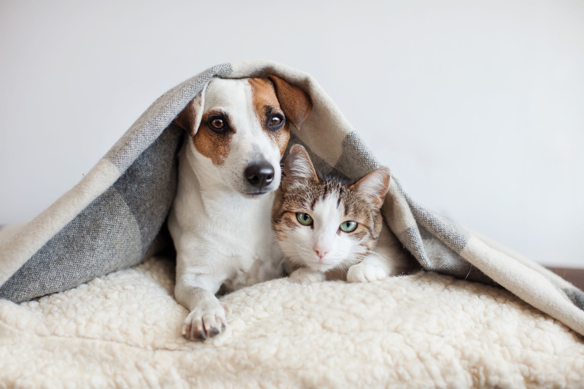 How to Keep Your Pets Safe During the Holidays