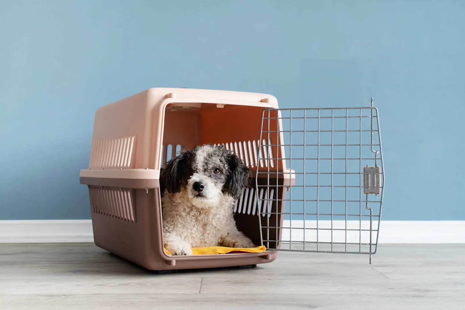 The Ultimate Guide to Choosing a Dog Crate
