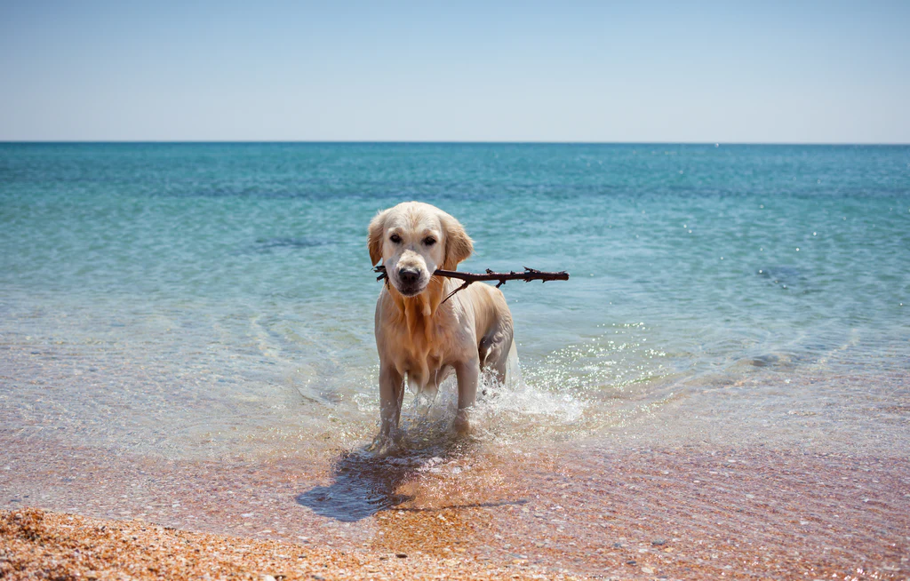 Summer Pet Care Tips: Keeping Your Pets Cool and Comfortable