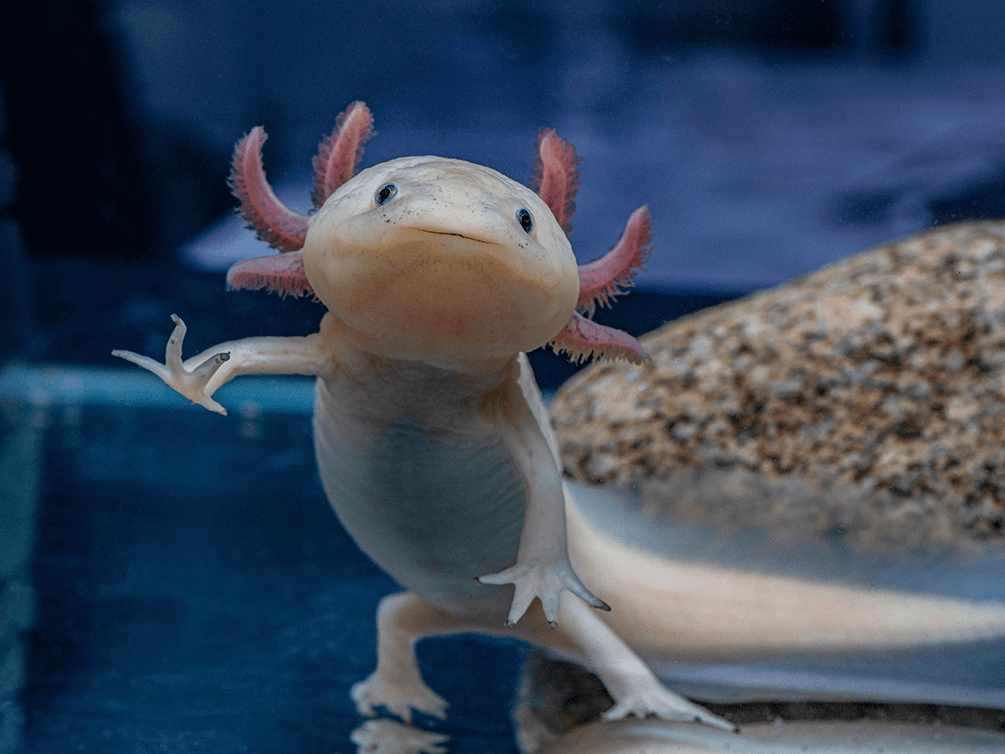 The Weirdest Pets People Actually Own – You Won’t Believe Number 5!