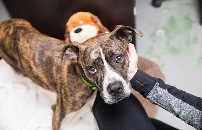 Hydration & Dehydration in Pets: How to Spot Issues & Keep Pets Properly Hydrated