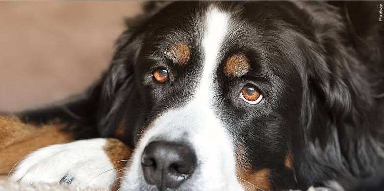 8 Signs of dehydration in dogs