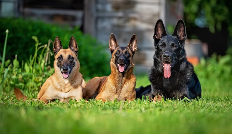 10 Unbelievable Facts About German Shepherds That You Never Knew