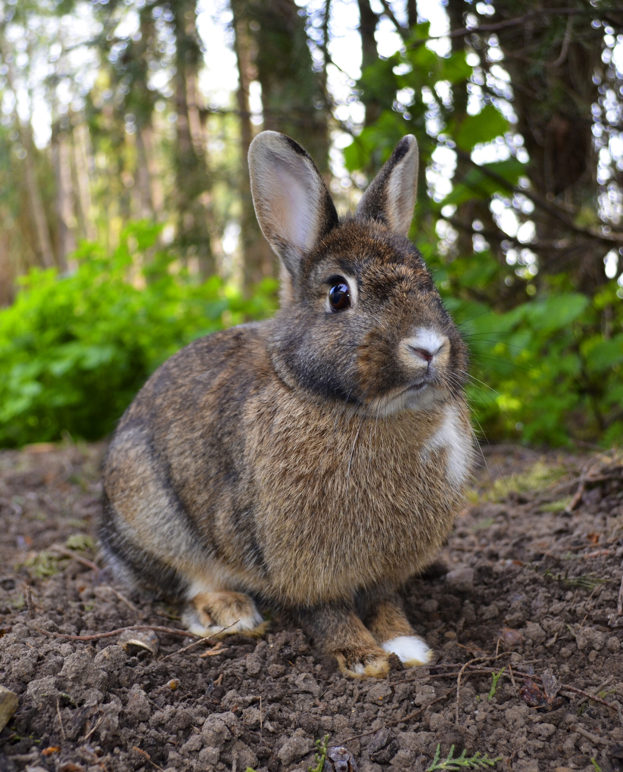 5 DIY Enrichment Toys to Keep Indoor Rabbits Active