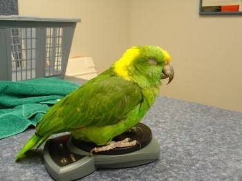 Signs of Dental Disease in Small Birds and What to Do