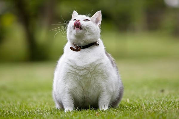 Preventing Obesity in Indoor Cats: Meal Plans & Tips