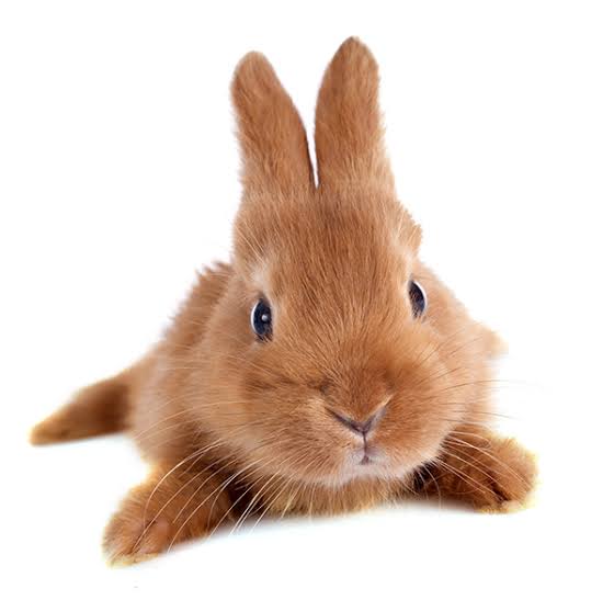 Natural Remedies for Rabbit Respiratory Issues