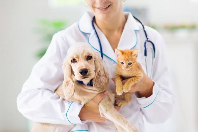 Pet Emergency Kit Checklist: What Every Owner Should Have Ready