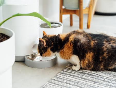 Comparing Automatic vs. Manual Pet Feeders: Pros & Cons