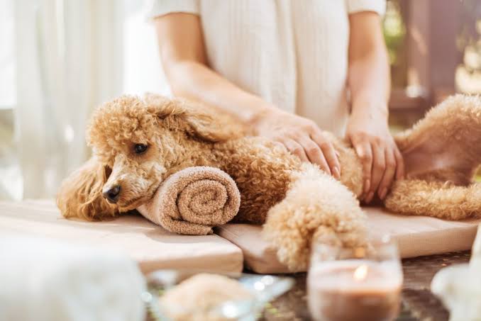 Pet Spa Day at Home: A Step-by-Step Guide to Pampering Your Furry Friend