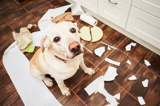 How to Pet-Proof Your Home for Babies and Toddlers
