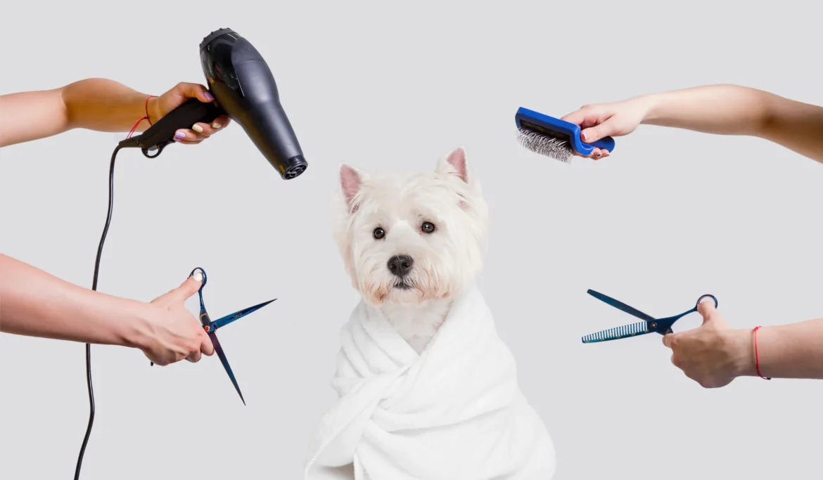 The Best Pet Grooming Tools for a Healthy Coat