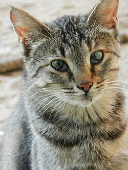 Interactive Feeding Games for Cats to Curb Overeating: A Complete Guide for Cat Parents