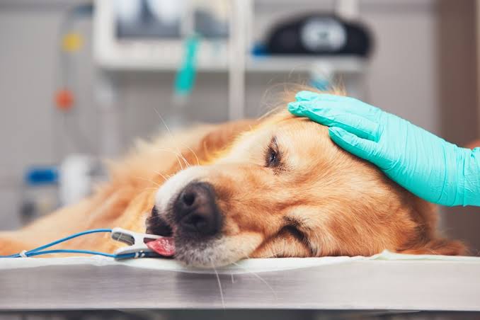 Uncommon Pet Emergencies: What to Know Before It Happens
