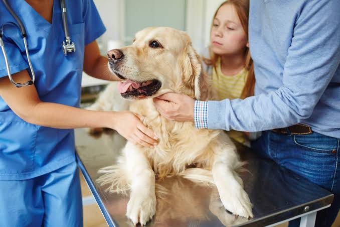 The Hidden Costs of Pet Ownership