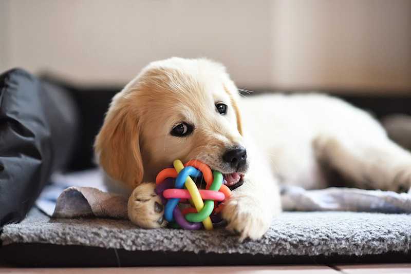Why Some Pets Reject New Toys