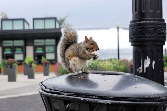 How Urban Living Affects Pet Behavior — And What You Can Do About It