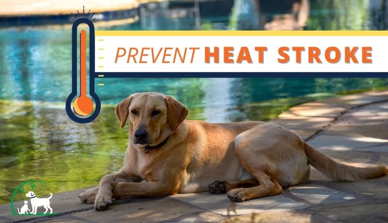 How to Keep Indoor Pets Active Without Expensive Toys