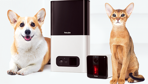 Common Household Items That Are Dangerous for Pets
