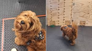 Can Pets Sense Human Stress and Anxiety?