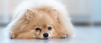 The Hidden Signs of Chronic Pain in Dogs and Cats