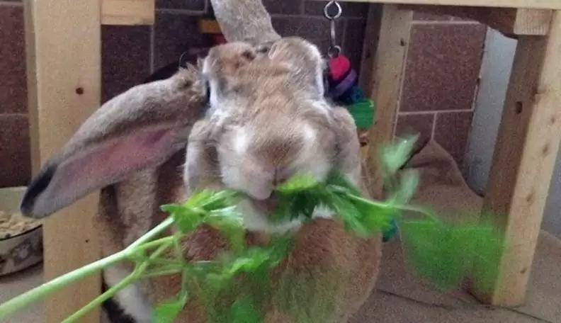 The Most Common Mistakes First-Time Rabbit Owners Make