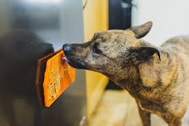 Why Enrichment Matters More Than Exercise for Some Pets