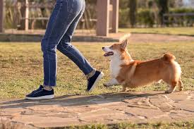 Why Your Pet Follows You Everywhere (And What It Really Means)