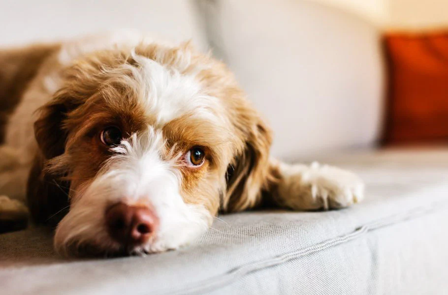 Do Pets Get Jealous? Understanding Animal Emotions