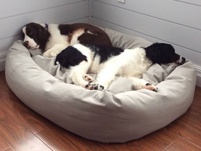 Best Dog Beds for Large Breeds That Last