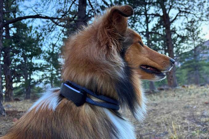 Best GPS Dog Collars for Tracking Active Pets