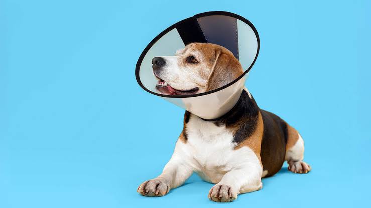 Best Pet Insurance Companies Compared (2026)