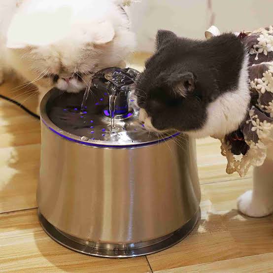Best Water Fountains for Cats