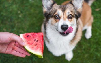 Can Dogs Eat Watermelon