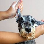 How Often Should You Bathe Your Dog?